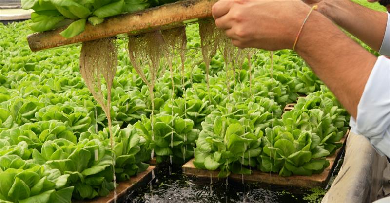 uso-de-ultrasoline-en-hidroponia